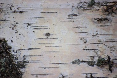 huş kabuğu yakın çekim, siyah ve beyaz doğal arka. Huş grove