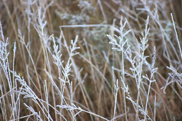 Frost Ile Çimen Kış Beklenmedik Bir Şekilde Geldi Kurutulmuş Başlığın — Stok fotoğraf