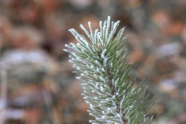 Green Branch Pine Hoar Frost Needles — Stock Photo, Image