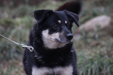 Siyah saçlı, kahverengi gözlü olan bir köpek, yerde oturan arar. Mutlu köpek yavrusu, adanmış bak