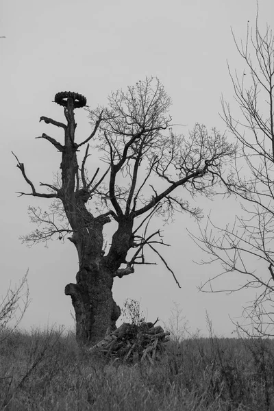 Lonely Tree Wheel Nest Storks Non Standard Form Tree Leaves — Stock Photo, Image