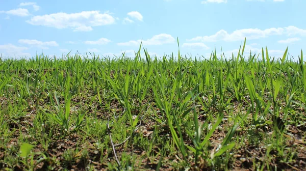 Čerstvé Zelené Pšenice Střílí Hřišti Jaře Začátek Plodin Sezonu Pěstování — Stock fotografie
