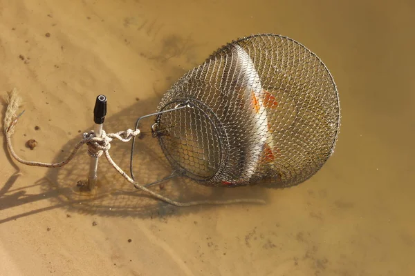 Pêche Aube Passe Temps Détendre Canne Pêche Avec Capture — Photo