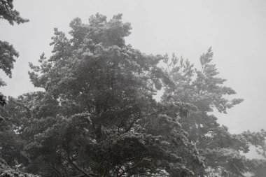 dallar üzerinde kar kış ormanı. soğuk hava parkta ağaçların arasında. Cozy kış aylarında yürür. ağaçlar kenarlarından kar