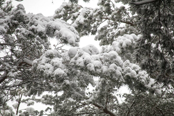 зимний лес со снегом на ветвях. морозный воздух в парке среди деревьев. уютные прогулки зимой. снег с краев деревьев

