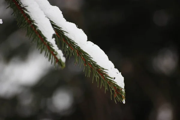 Zima Las Śniegiem Gałęziach Mroźne Powietrze Parku Wśród Drzew Cozy — Zdjęcie stockowe