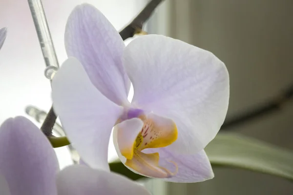 White Orchid with colored middle on a light background