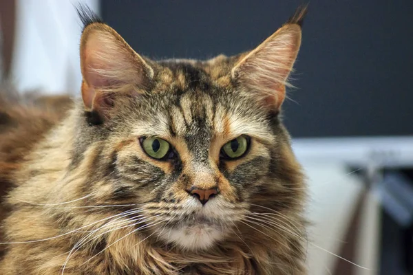 Yeşil gözlü ve beyaz arka plan üzerinde çok renkli yün ile ciddi uykulu ana-rakun kedi. Romantik kedi