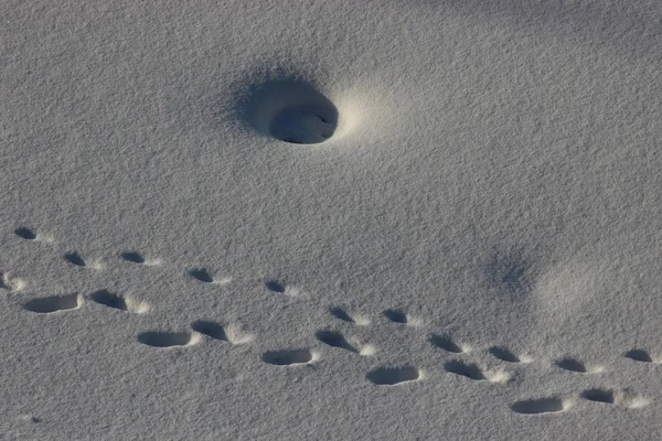 Två Människors Steg Snön Solig Dag Frostig Promenad Nyfallen Snö — Stockfoto