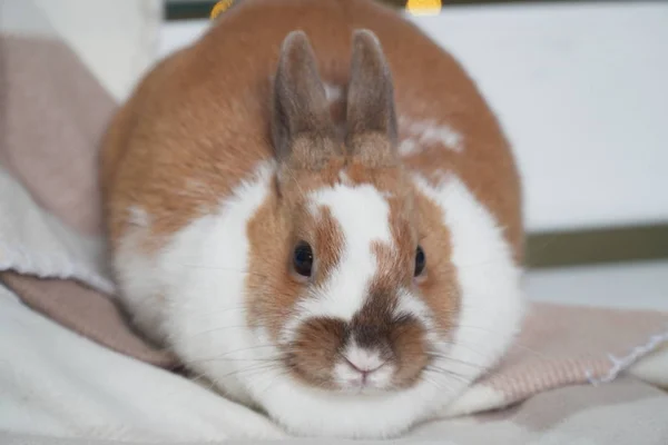Conejo blanco-marrón sentado en una manta. mirando con cuidado o ansiedad a la cámara. Se acerca la Pascua. mascota —  Fotos de Stock