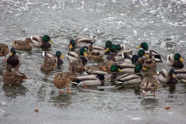 birçok ördek kışın su gıda arıyoruz. donmuş nehir, kıtlık bir zaman hayvanlar için. kar ve buz çevresinde, frost.