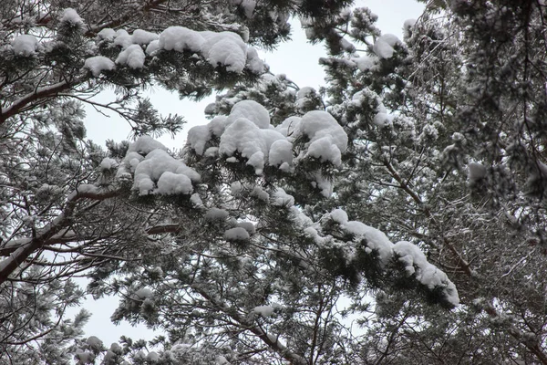 枝に積もった雪と冬の森 公園の木々 の中の冷ややかな空気は 居心地の良い冬を散歩します 木の端の雪 — ストック写真