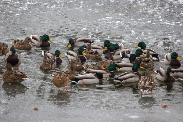 many ducks are looking for food in water in winter. frozen river, a time of famine for the animals. snow and ice around, frost.