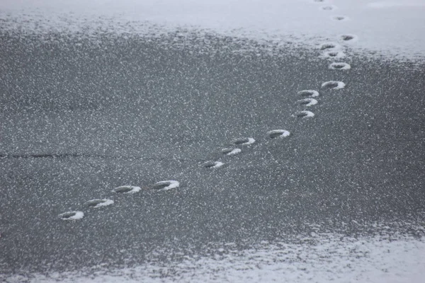 Sporen Van Eenden Sneeuw Eenden Winter Zoek Naar Voedsel Bevroren — Stockfoto