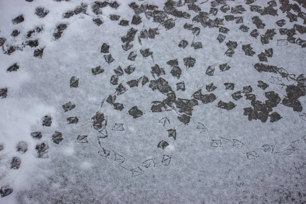 Spår Ankor Snö Ankor Vintern Jakt Efter Mat Den Frusna — Stockfoto