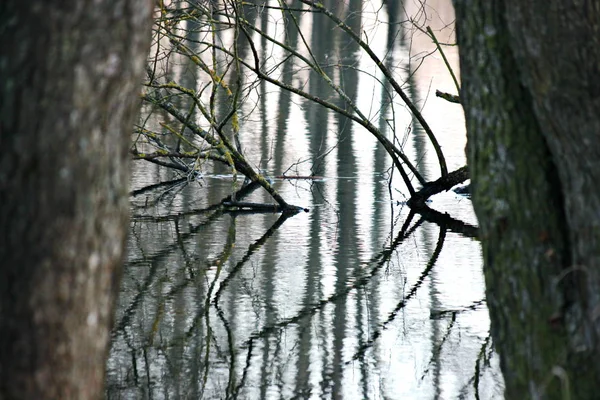 Baum am Fluss im Frühjahr und überflutete die Pflanzen durch die Flutung der Flüsse. Der Schnee schmilzt und verwandelt sich in Wasser. Überflutung von Flüssen und Seen. — Stockfoto