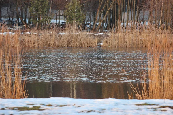 Baum am Fluss im Frühjahr und überflutete die Pflanzen durch die Flutung der Flüsse. Der Schnee schmilzt und verwandelt sich in Wasser. Überflutung von Flüssen und Seen. — Stockfoto