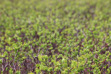 Genç yeşil çalılar ve ağaçlar, ilk bahar yaprak ve ot bıçaklar. Bahar belirtileri şehirde ve köyde. Güneşli ve sıcak gün kıştan sonra.