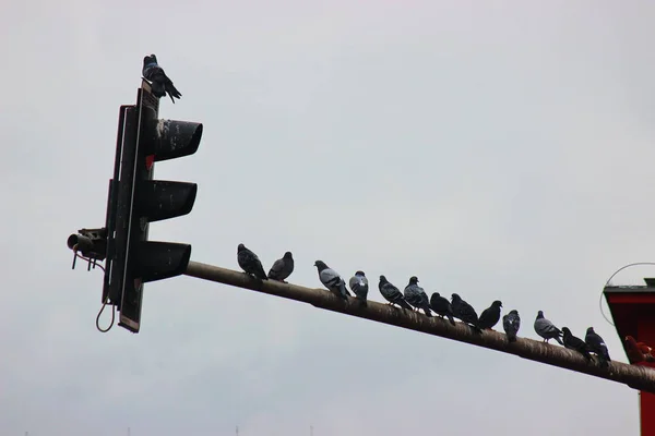 Tauben sitzen auf einer Laterne in einer städtischen Umgebung. Vogelstadt, eine Taubenfamilie. Jagd nach Nahrung. — Stockfoto