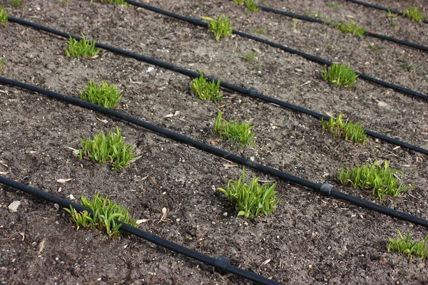 Sistema automático de rega da planta. cuidado conveniente da planta em uma grande área. os verdes novos apareceram debaixo da terra. robotização de processos, redução do trabalho humano — Fotografia de Stock