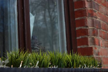 kış, pencere dekorasyon sonra ilk bitki örtüsü. bir pencere ve duvara karşı bir vazoda çimen. Kısmi odak