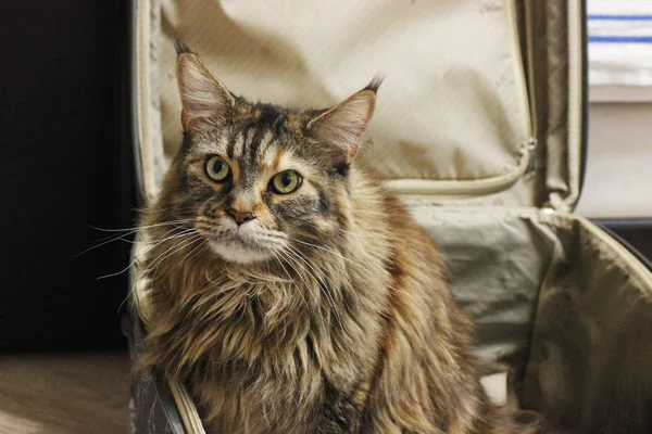 Gato sentado en una maleta, ayudar en la recogida de cosas en el camino o viaje. Jugando al turista, por favor haga un viaje. animales de viajero —  Fotos de Stock