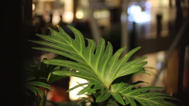 Feuille Verte Fleur Déplace Dans Vent Des Silhouettes Floues Personnes — Video