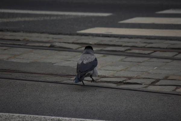 A Raven áthalad az út egy gyalogos átkelés a közlekedési szabályokat követően. közlekedésbiztonság. — Stock Fotó