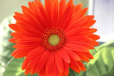 gerber papatya. pencerede bir saksı içinde turuncu veya kırmızı çiçek gerberas. ev bitkileri, zaman alıcı bakım süreci. Çiçeklerle ilgileniyorum. tencerede güneş.