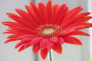 gerber papatya. pencerede bir saksı içinde turuncu veya kırmızı çiçek gerberas. ev bitkileri, zaman alıcı bakım süreci. Çiçeklerle ilgileniyorum. tencerede güneş.