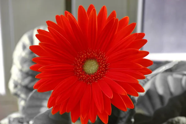 Daisy Gerber. gerberas flor laranja ou vermelha em um vaso de flores na janela. plantas em casa, processo de cuidado demorado. cuidar das flores. o sol na panela . — Fotografia de Stock