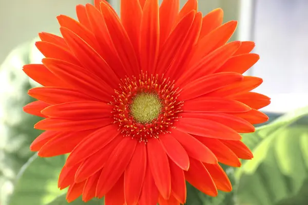 gerber papatya. pencerede bir saksı içinde turuncu veya kırmızı çiçek gerberas. ev bitkileri, zaman alıcı bakım süreci. Çiçeklerle ilgileniyorum. tencerede güneş.