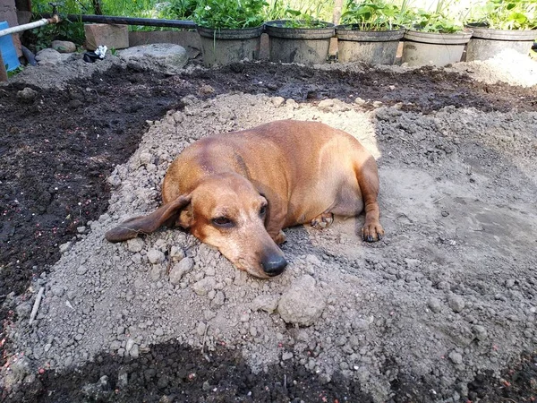 El perro yace en el suelo, cavando un agujero. enfriamiento natural para el animal. calor de verano en el campo. perro de caza Dachshund —  Fotos de Stock