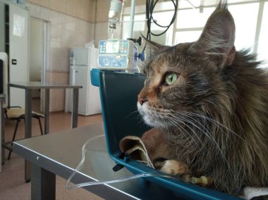 Kedi Maine Coon bir veteriner kliniğinde bir damlalık ile taşıyor. hasta bir hayvan bir evcil hayvan tedavi etmek, diğerleri hakkında bakım.