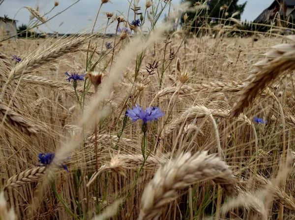 Campo de trigo de cor dourada, espigas de grão, colheita. flores silvestres das flores de milho nos campos. fazer pão de trigo. transformação de culturas de cereais. agricultura de subsistência — Fotografia de Stock