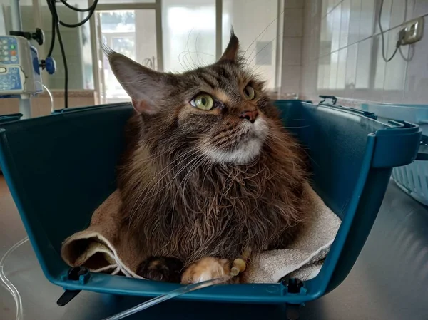 Gato Maine Coon está en llevar con un gotero en una clínica veterinaria. un animal enfermo para tratar a una mascota, preocuparse por los demás . —  Fotos de Stock