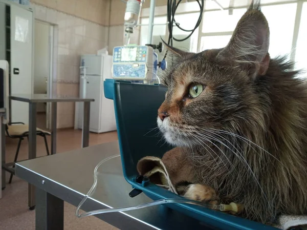 Kedi Maine Coon bir veteriner kliniğinde bir damlalık ile taşıyor. hasta bir hayvan bir evcil hayvan tedavi etmek, diğerleri hakkında bakım.