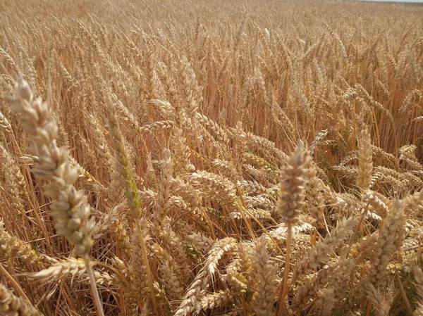 Campo de trigo de cor dourada, espigas de grão, colheita. flores silvestres das flores de milho nos campos. fazer pão de trigo. transformação de culturas de cereais. agricultura de subsistência — Fotografia de Stock