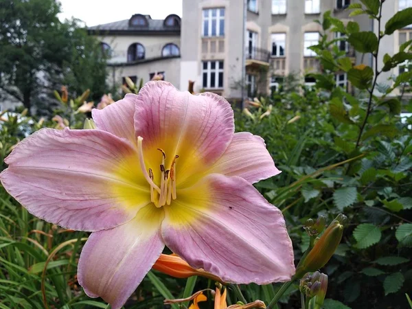 Lily rosa en verde en el fondo del casco antiguo. macizos de flores en la selva de piedra, aire fresco y hermosas flores. el cuidado de las plantas domésticas y exteriores . —  Fotos de Stock