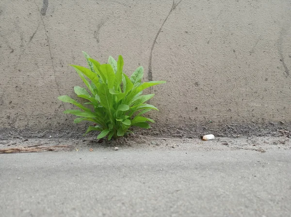 Зеленая трава, которая среди бетона и мусора. самоотверженность, отскок целей, использование возможностей. зелени в бетонных и каменных городах. рождение новой жизни в любых условиях — стоковое фото