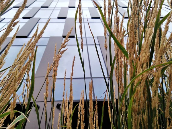 Vue d'en bas, à travers la grande herbe jaune séchée sur le haut bâtiment moderne. vie presque en dehors de la ville, plantes parmi le béton et le verre — Photo