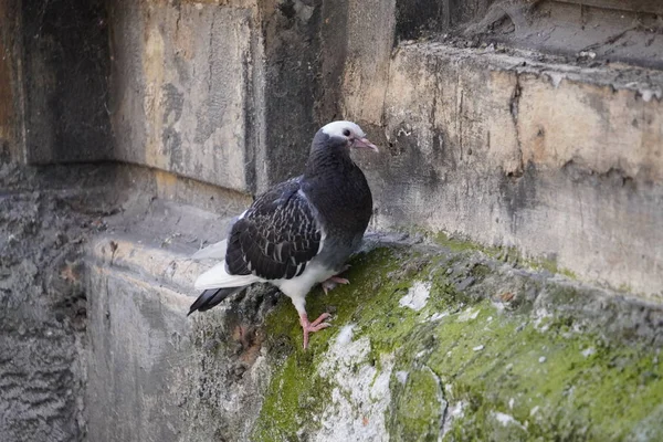 Une colombe grise se trouve sur le rebord d'un vieux mur avec de la mousse et de la moisissure. plumes propres pour les oiseaux. ville pigeons mendiants — Photo