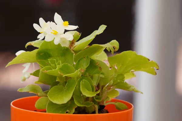 Floración planta enferma en maceta de plástico, enfermedad de la planta, flor blanca, maceta de flores naranja — Foto de Stock