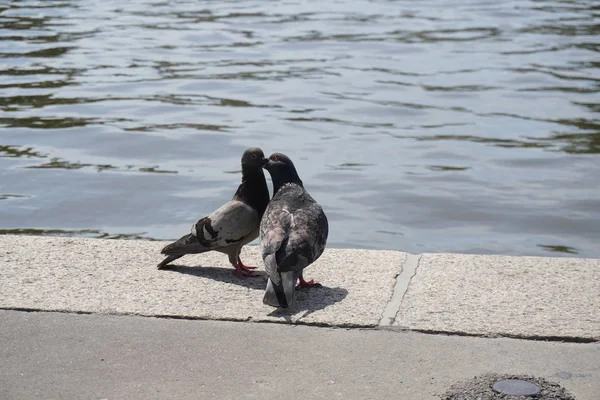 Zwei gurrende Tauben am steinernen Ufer des Flusses in der Nähe des Wassers. saubere andere Federn, die Beziehung zwischen gepaarten Vögeln, Tieren und Menschen. — Stockfoto