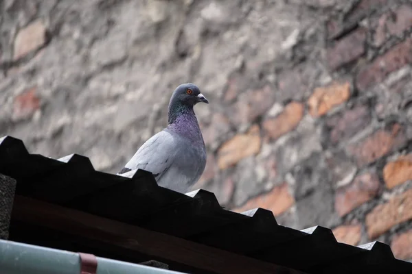 Un pigeon solitaire est assis sur un toit en ardoise sur le fond d'une vieille maison, un vieux mur de briques rouges au centre derrière le pigeon. oiseaux de ville — Photo