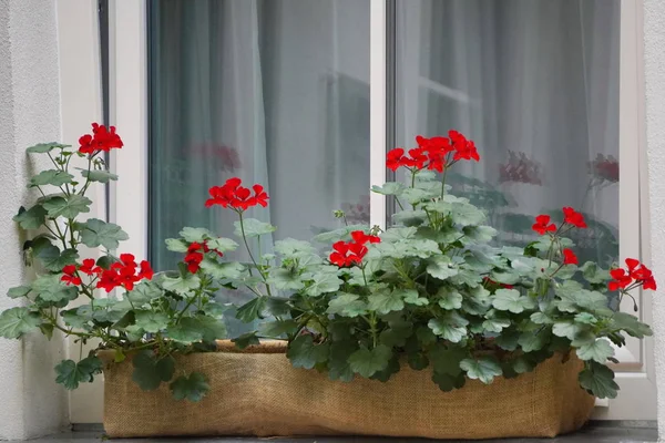 Flores rojas en una olla en la ventana. decorar casas y ventanas desde el exterior, el amor por el cultivo de flores y plantas. confort y comodidad en un moderno edificio residencial — Foto de Stock
