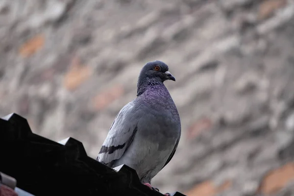 Un pigeon solitaire est assis sur un toit en ardoise sur le fond d'une vieille maison, un vieux mur de briques rouges au centre derrière le pigeon. oiseaux de ville — Photo