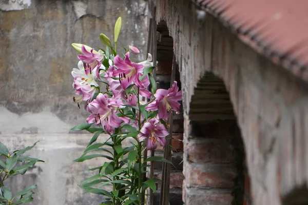 Lirios florecientes cerca de la pared de la ciudad vieja, flores en el ci — Foto de Stock