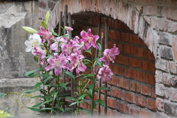 Lirios florecientes cerca de la pared de la ciudad vieja, flores en la ciudad, ladrillo viejo, techo de azulejos, arcos —  Fotos de Stock