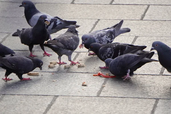 City pigeons eat on the cobblestone road. people are fed PLIC of bread in the center of the city. competition, who will eat more, fight for each piece — Stock Photo, Image